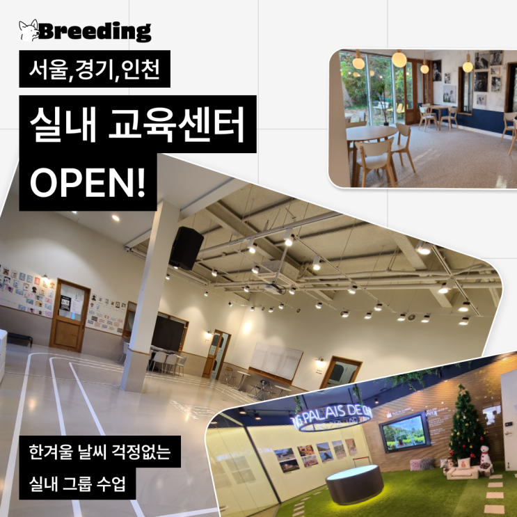 실내 반려견 그룹 교육 시작! 추운 겨울 실내에서 반려견 짖음, 사회화, 퍼피 교육받기 #반려견훈련 #반려견교육 실내 반려견 그룹 교육 시작! 추운 겨울 실내에서 반려견 짖음, 사회화, 퍼피 교육받기 #반려견훈련 #반려견교육