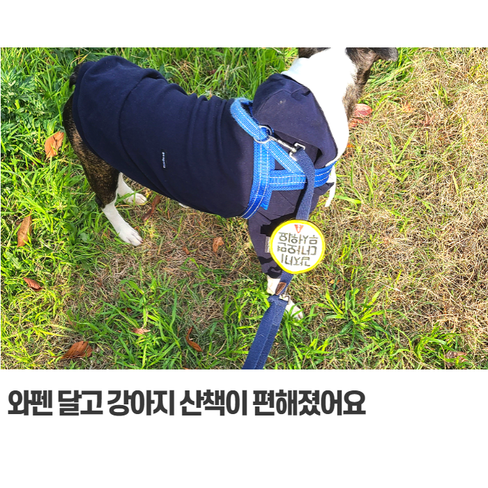  불편한 강아지 산책 와펜 달고 스트레스 줄이기
