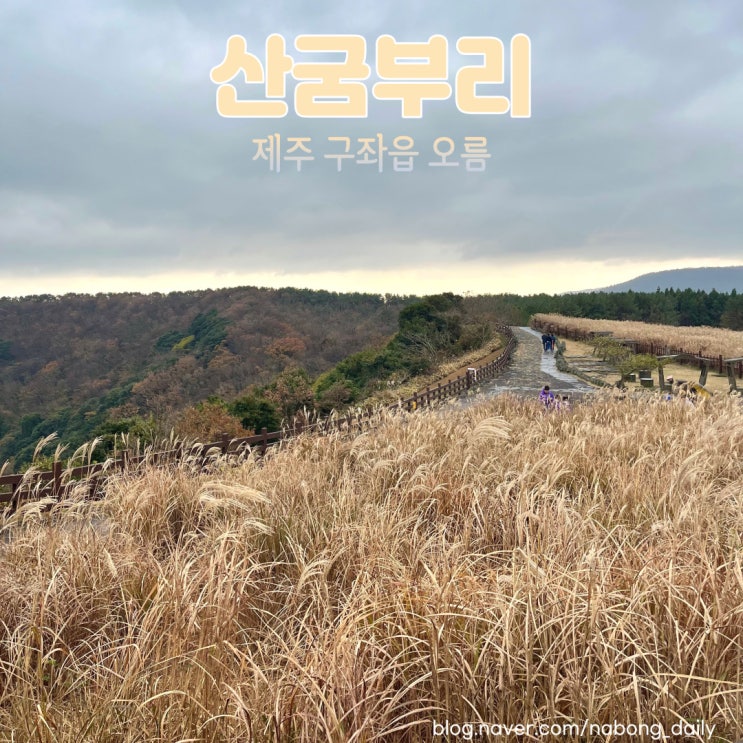  제주도 산굼부리 억새 입장료 소요시간 11월 제주오름 추천