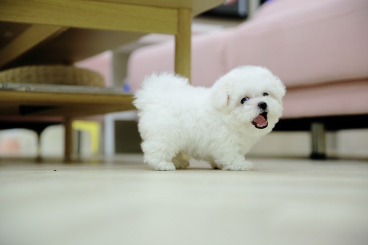  울산애견분양 달링하이울산점에서 알려드리는 건강한 반려견 키우기 꿀팁!! 강아지가 갑자기 떨어요 이유와 대처방법