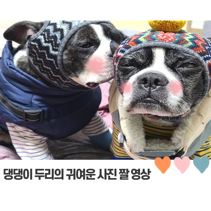  댕댕이 귀여운 짤 영상 모습들 기절초풍 주의
