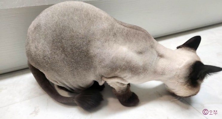  [내돈내산] 홀리캣 / 고양이 무마취 미용 추천