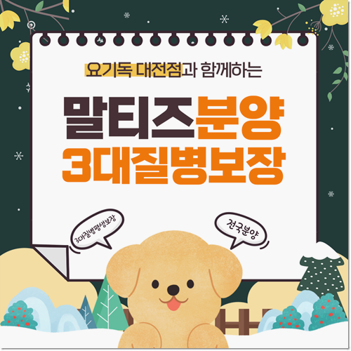  대전말티즈분양 완벽한 곳을 찾아보세요