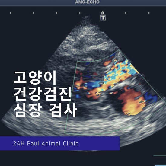  고양이 건강검진, 심장 초음파 검사, 혈액검사 & 분당 24시 폴 동물병원, 고양이 건강검진 동물병원
