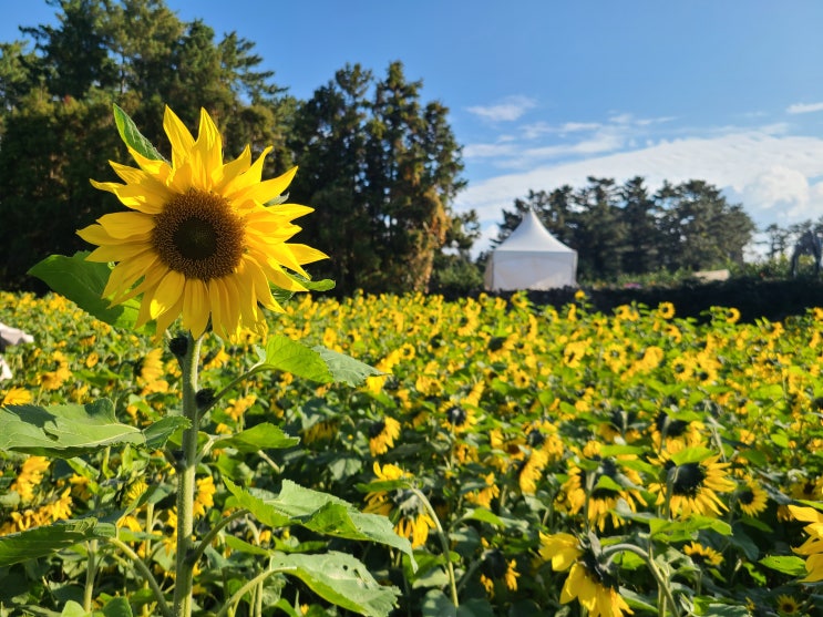  제주 태교여행 일란성쌍둥이 임신중기 25주 11월의 꽃구경