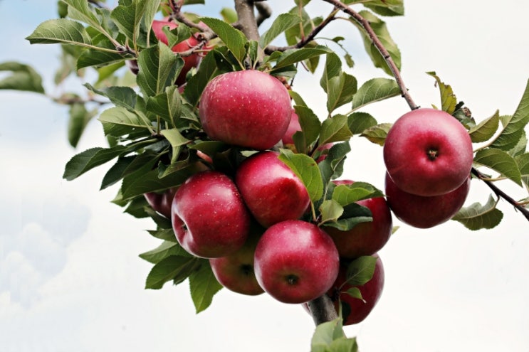 사과 세척법 잔류농약 걱정없이 사과 씻는법
