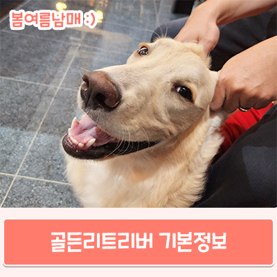  골든리트리버 기본정보,  골댕이 특징과 사육 시 꼭 알아야 할 점 알려드릴게요