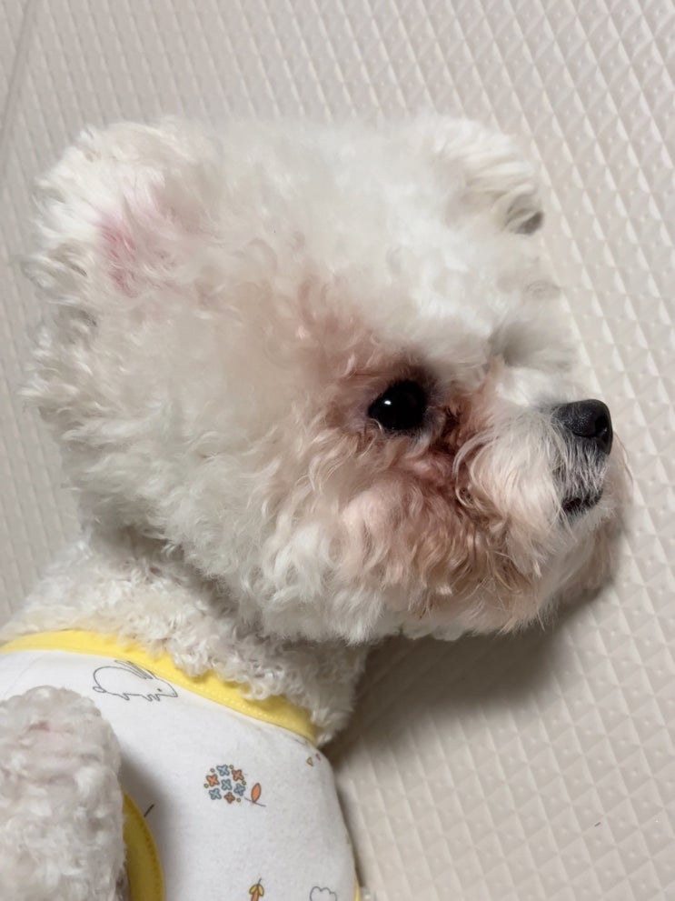  허즈 사료, 강아지 눈물 자국 없애기 위한 간절함...