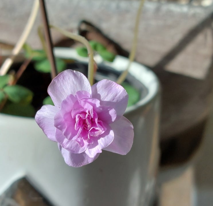풀꽃 나태주 사랑초 꽃을 바라보며 사랑해요 불러본다 풀꽃 나태주 사랑초 꽃을 바라보며 사랑해요 불러본다