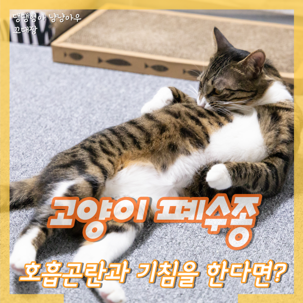  고양이 폐수종 증상과 원인, 호흡곤란과 기침을 한다면?