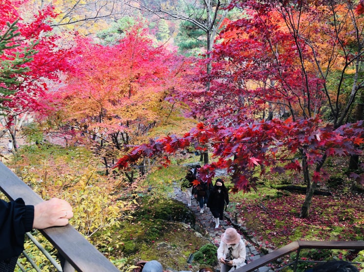 서울 경기도 단풍놀이 가볼만한 곳 화담숲 입장권예매 화담숲 단풍축제 예매
