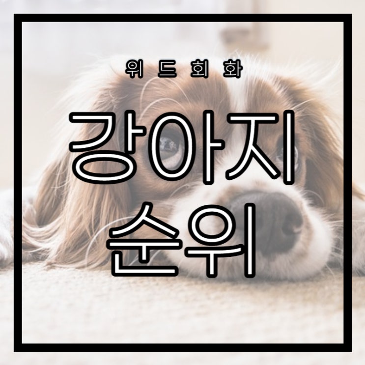 강아지 애완동물 이름 순위 한국과 일본 살펴보기 강아지이름 추천