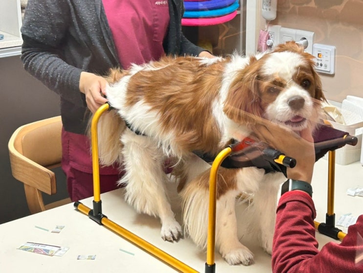 강아지 디스크 증상 및 치료방법 재활센터 침 맞기