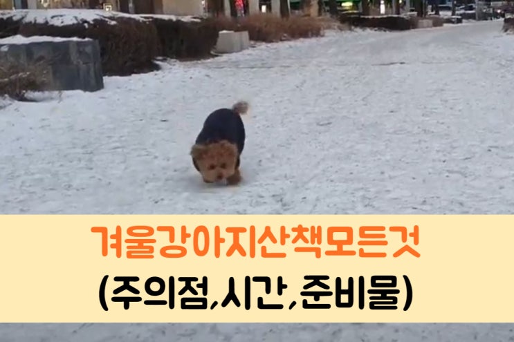  강아지 겨울 산책 방법 과 준비물