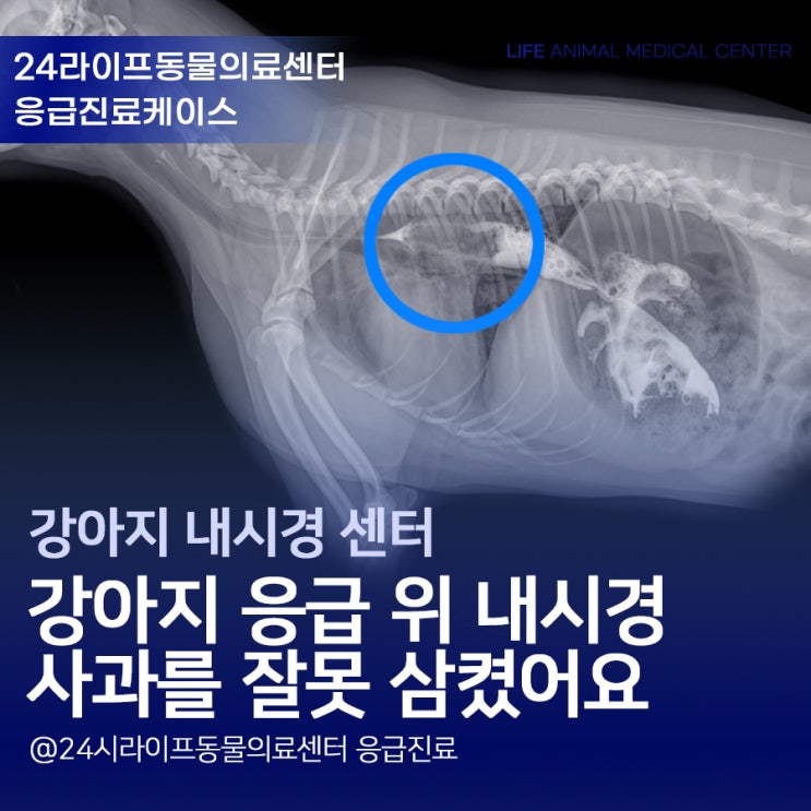 24시간 응급진료 가능한 대구 동물병원 : 강아지 식도 이물 응급 내시경 처치