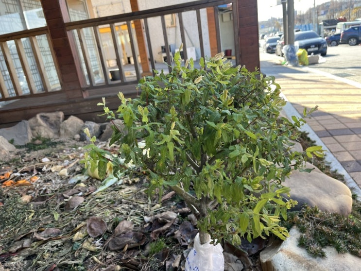 삼색버드나무(브니혀니나무) 8달차