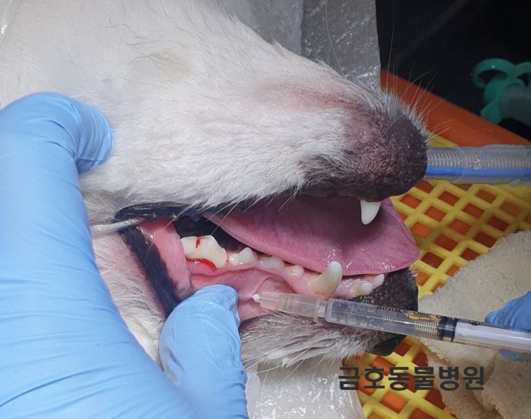  광주 강아지 치과 - 강아지 이빨이 부러졌을 땐 어떻게 해야 하나요?[광주 치과 동물병원, 금호동 동물병원, 강아지 신경치료, 강아지 어금니 깨짐, 어금니 파절]