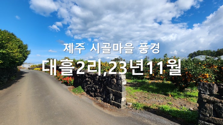 제주 시골마을 돌담과 감귤밭 풍경 - 조천읍 대흘2리 22년11월28일 제주 시골마을 돌담과 감귤밭 풍경 - 조천읍 대흘2리 22년11월28일