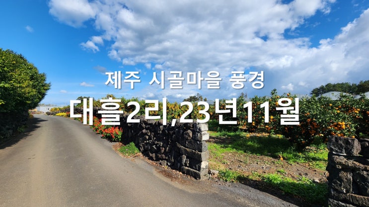 제주 시골마을 돌담과 감귤밭 풍경 - 조천읍 대흘2리 22년11월28일