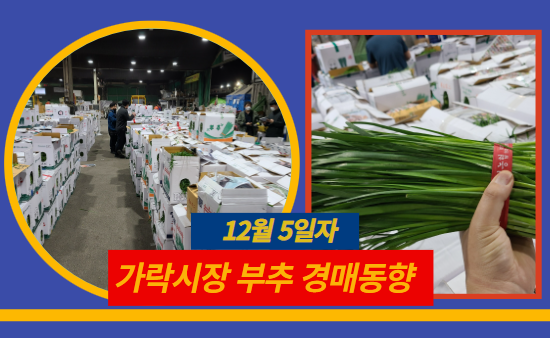  [경매사 일일보고] 12월 5일자 가락시장 "부추" 경매동향을 살펴보겠습니다!