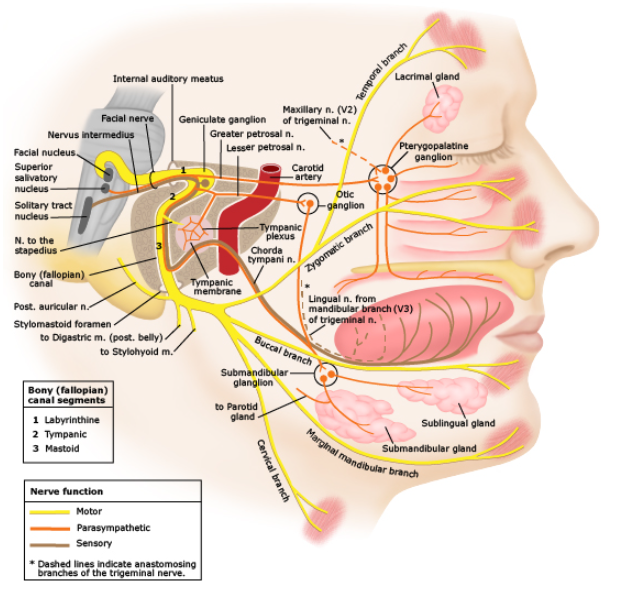  소아의 안면신경 마비 (facial nerve palsy in children)
