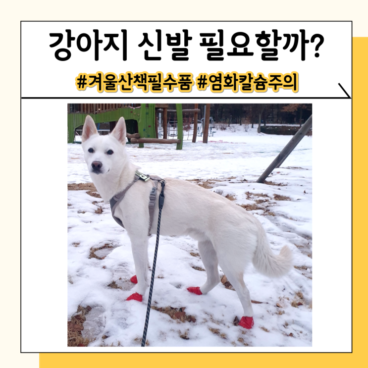 강아지 산책 신발 겨울철 화상을 피하려면 꼭 필요해요 강아지 산책 신발 겨울철 화상을 피하려면 꼭 필요해요