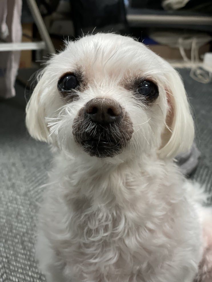  강아지 항암치료 8차 비용 두 번째 사이클 끝