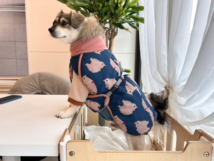  강아지 패딩 입고 벗기 편한 뮤니쿤트 대형견 OK