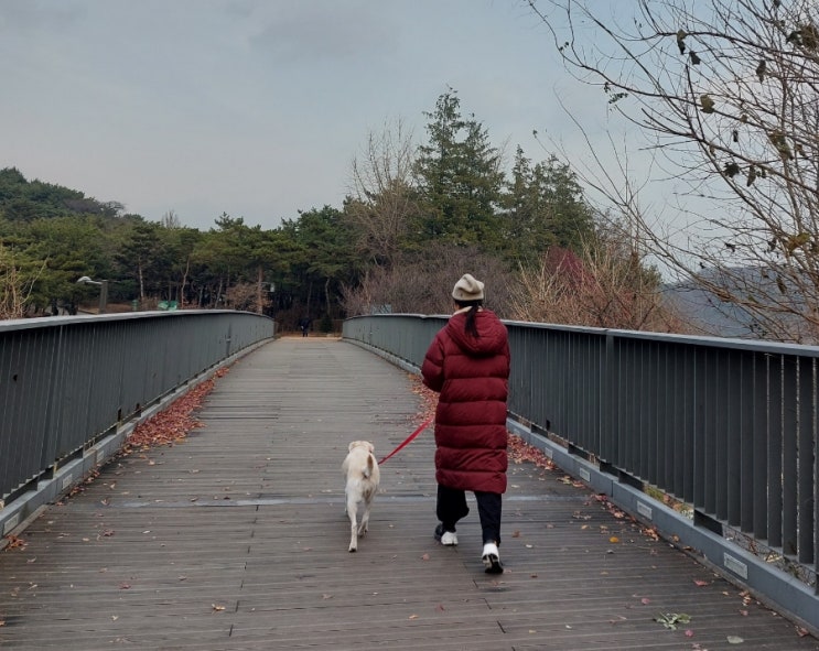 반려견 산책  반려견 산책코스 남산야외식물원 리트리버 밤이와