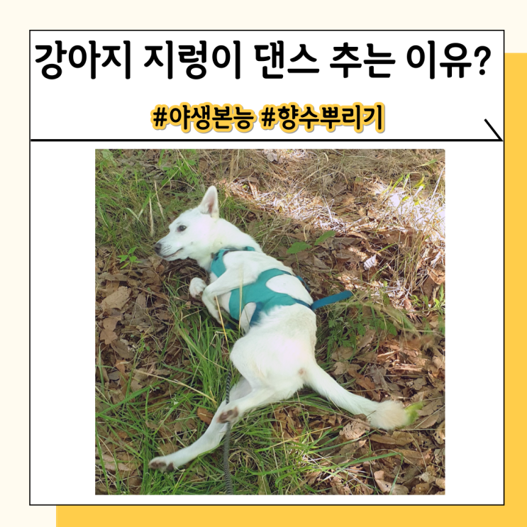 강아지 지렁이 댄스 추는 이유와 주의할 점 강아지 지렁이 댄스 추는 이유와 주의할 점