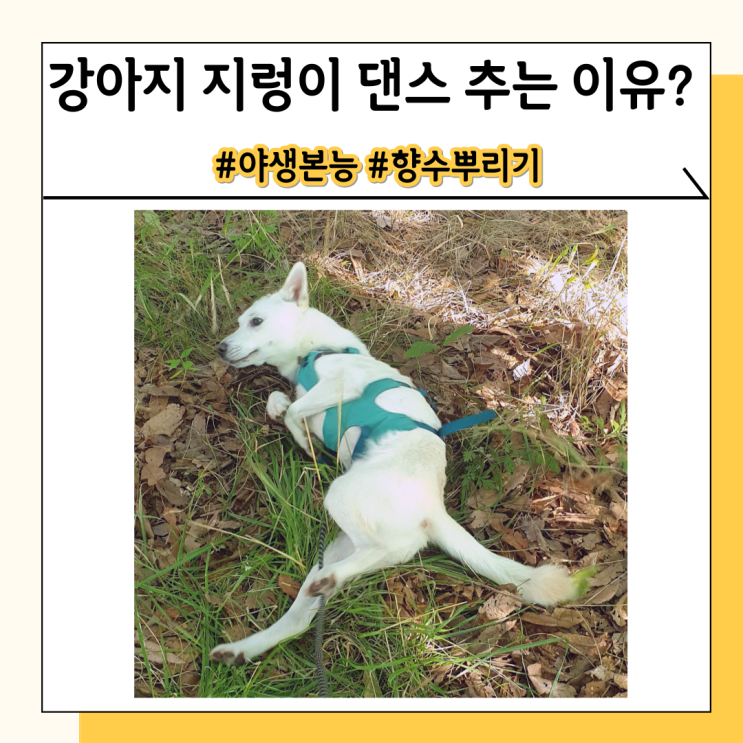 강아지 지렁이 댄스 추는 이유와 주의할 점