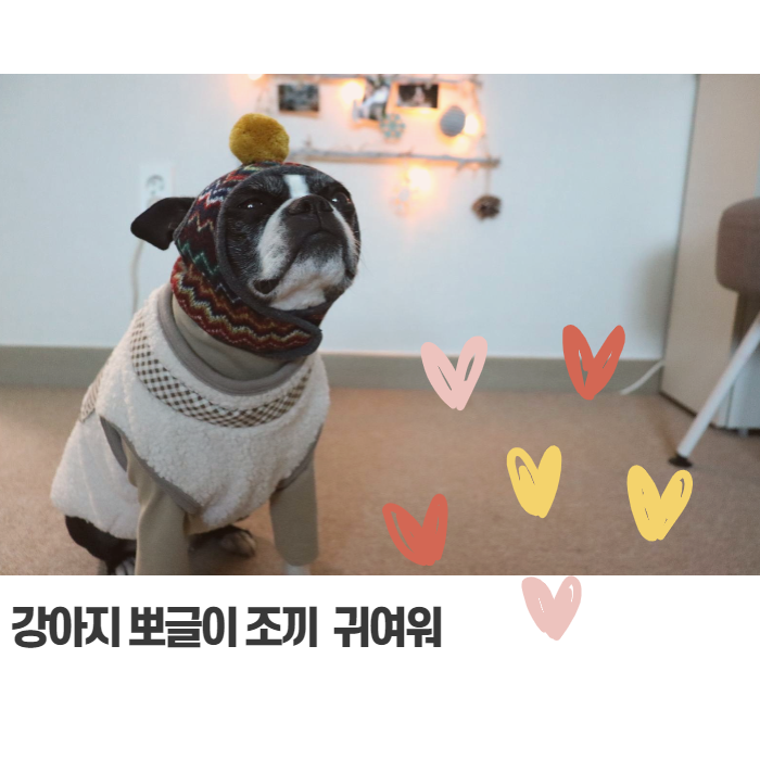  강아지 뽀글이 조끼 옷 귀여워 (뛰뛰 하러 가자)