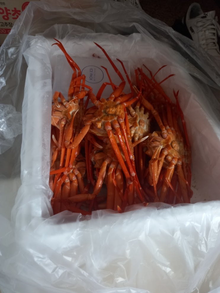  속초 자숙 홍게/홍게라면!