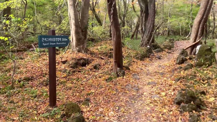 제주도 가장 아름다운 산책코스 교래자연휴양림