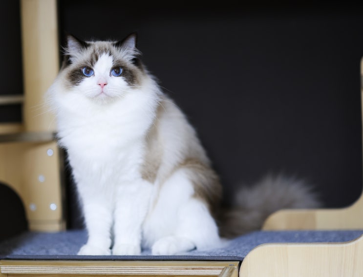  랙돌캐터리 씰바이 성묘 렉돌고양이 샤사의 성장