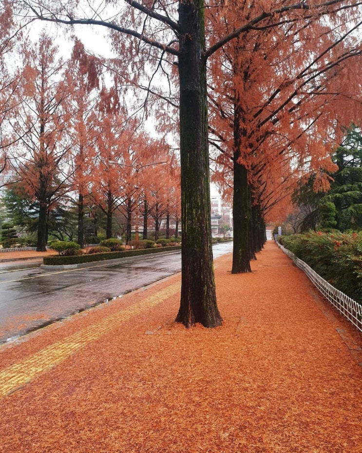 불챌[11-4주차] 제 28회 한남인돈문화상 소식, 늦가을 한남대학교 캠퍼스 풍경의 아름다움
