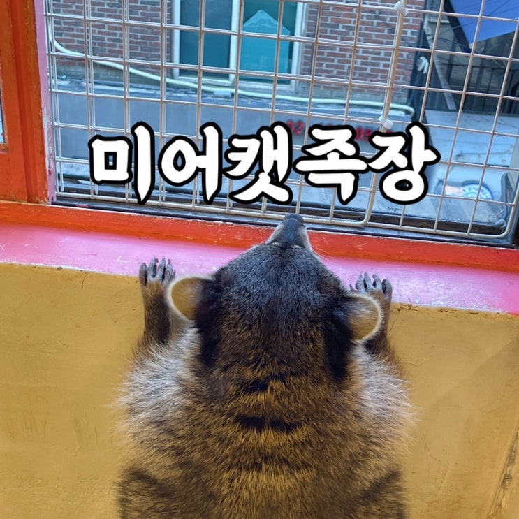  광진구)자양동 건대놀거리 라쿤이 있는 미어캣족장