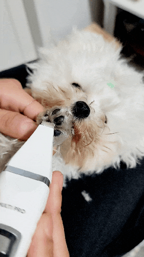 강아지 바리깡 닉센 부분 이발기 셀프 미용 가능!