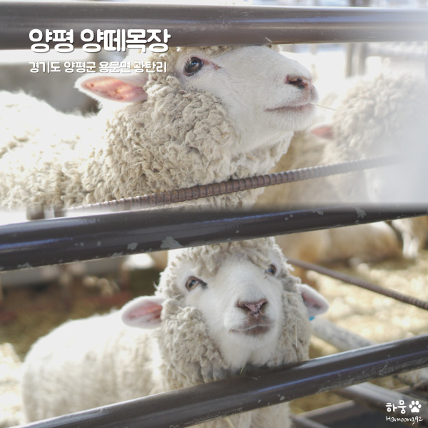 경기도 썰매장, 동물체험 가능한 양평양떼목장