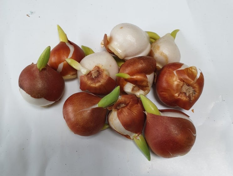  싹 난 튤립 구근 심기