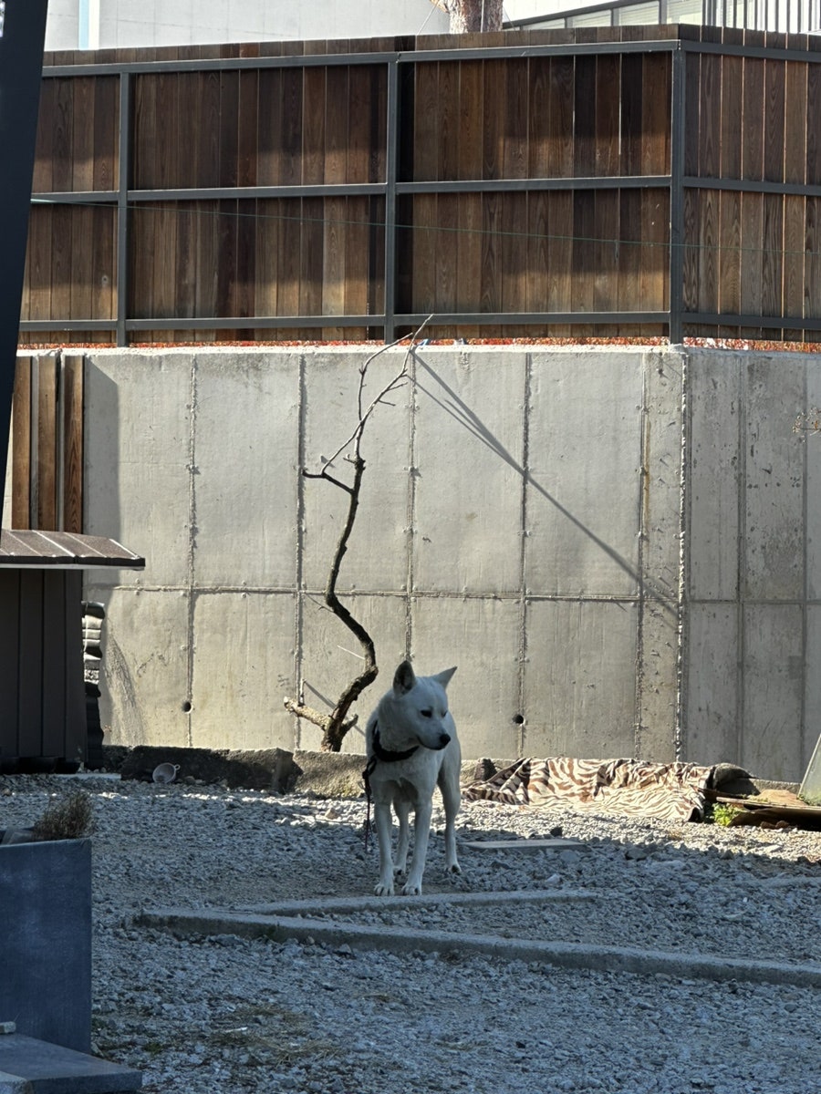 곤주쌈 사진 3