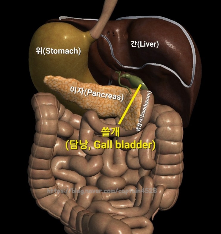쓸개(담낭, Gall bladder) - 쓸개즙(담즙, Bile) 분비, 오디조임근(오디괄약근, Oddis sphincter), 빌리루빈, 황달