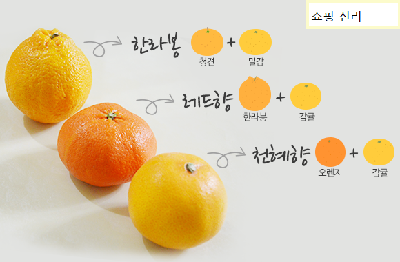  천혜향,한라봉,황금향,레드향 귤족보