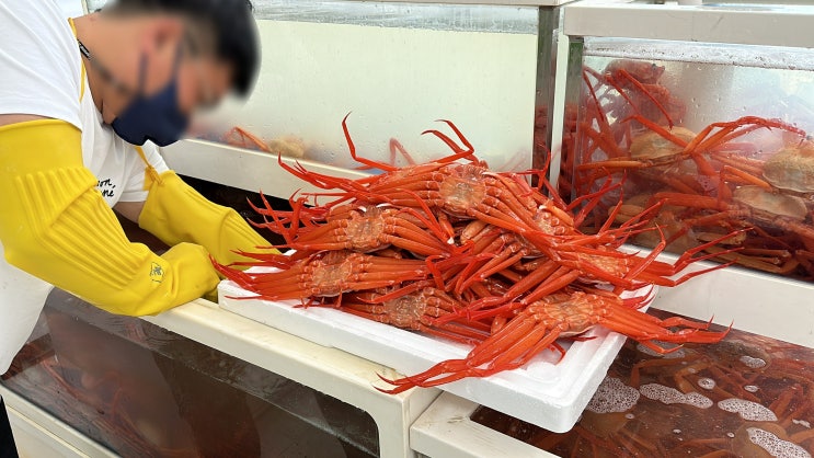  동해보감x전국붉은대게통발협회x경제진흥원x롯데마트
