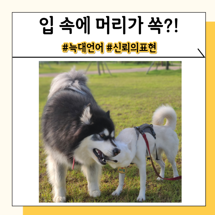 늑대 애정 표현, 강아지끼리도 나눠요 늑대 애정 표현, 강아지끼리도 나눠요