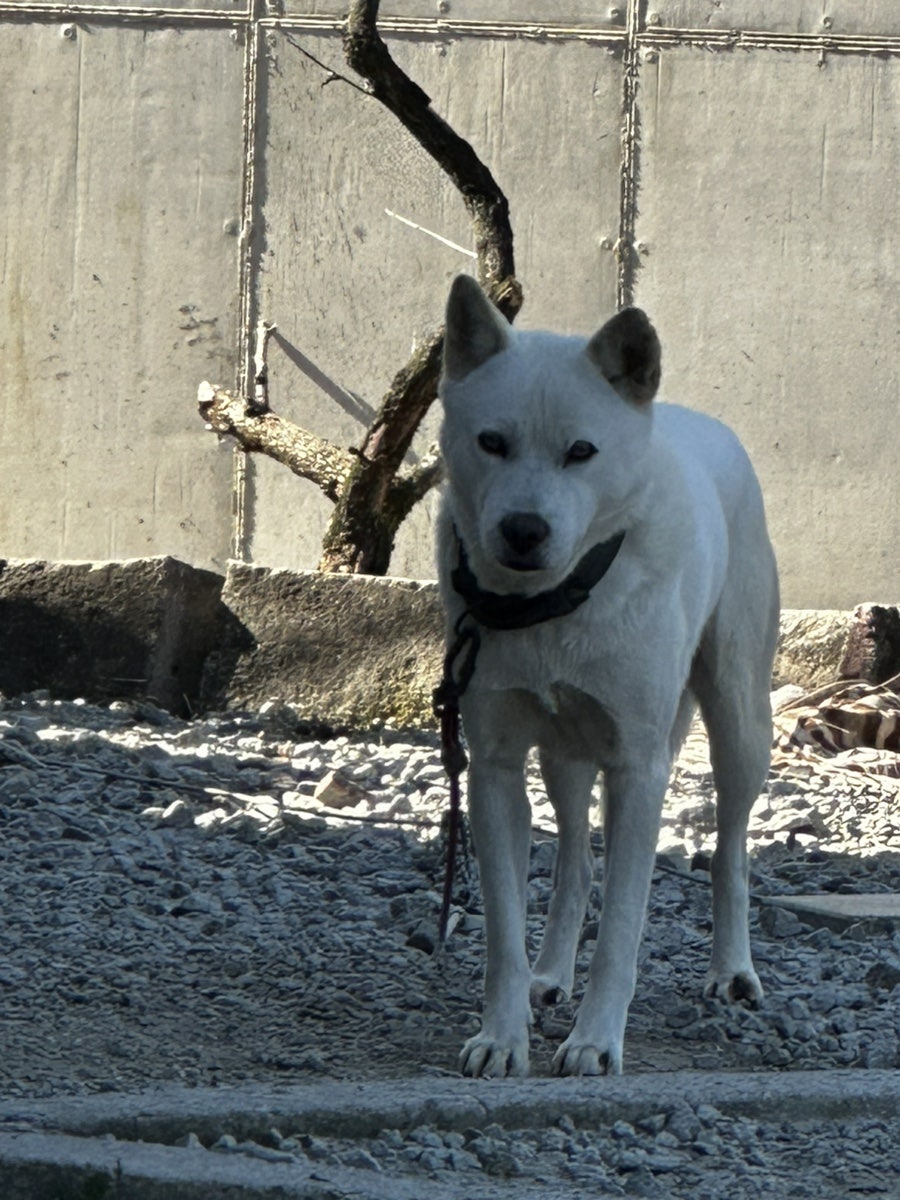 곤주쌈 사진 4