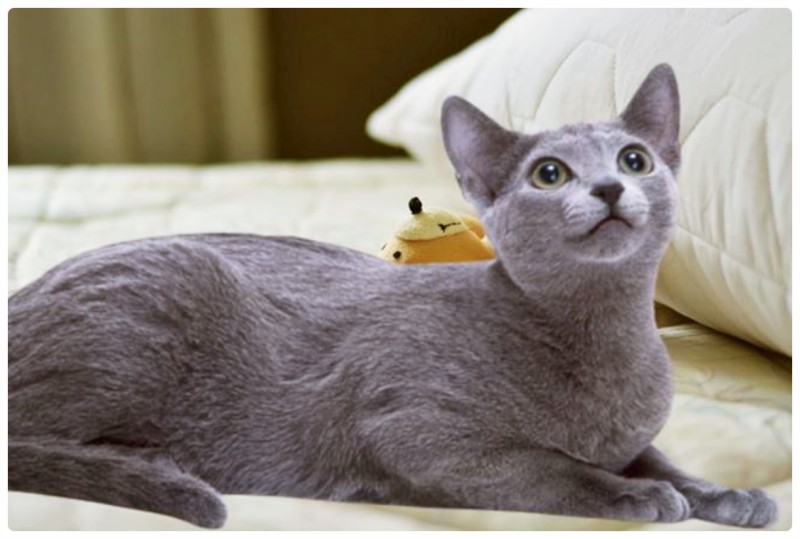애교 많은 고양이종류 러시안 블루 고양이 성격 수명 특징 유전병 : 네이버 블로그