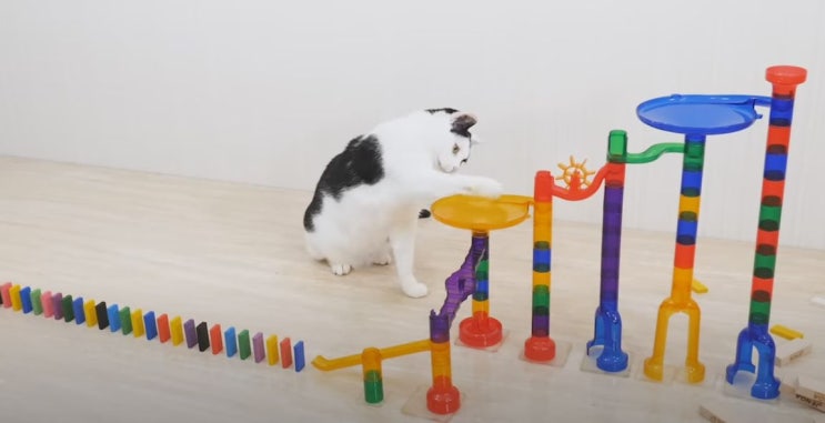 고양이가 도미노 게임을 한다면? '고양이 나비 데스크'