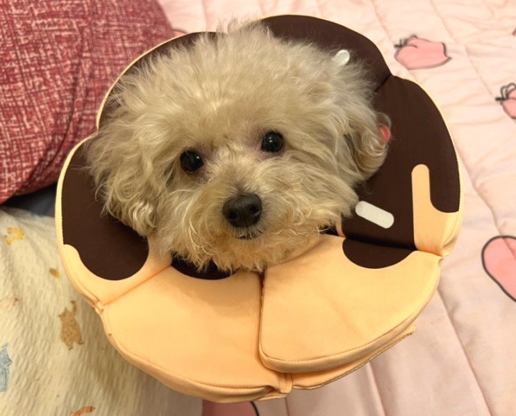  반려견넥카라추천 강아지 발사탕 할때 비마이펫 도넛 넥카라