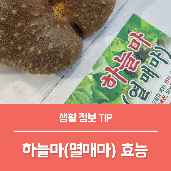  하늘마 효능 베스트 6 열매마 효능 넝쿨마 먹는법